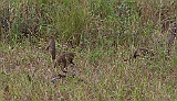 Banded mongoose